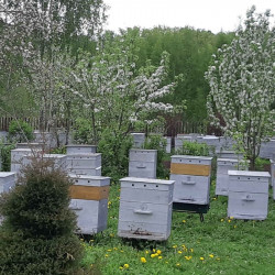 Пчелосемьи закажите сейчас и начните дело в пчеловодстве✔