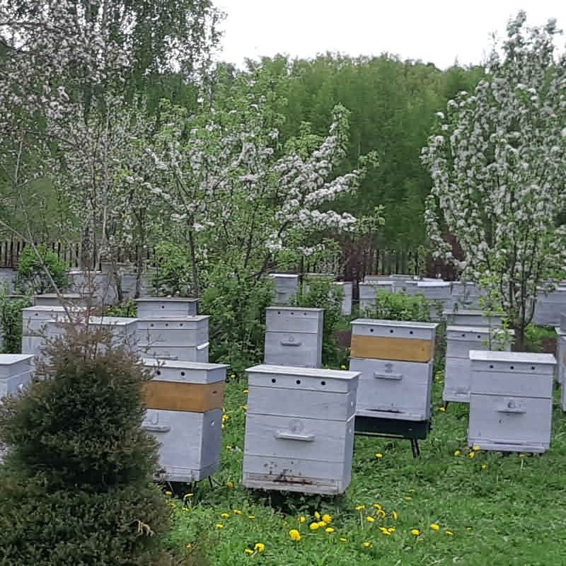 Пчелосемьи закажите сейчас и начните дело в пчеловодстве✔